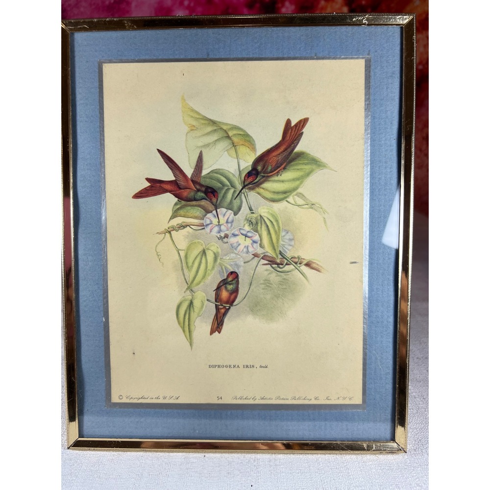 Vintage 1940s John Gould Diphogena Iris Hummingbird Print Plate 54 Framed